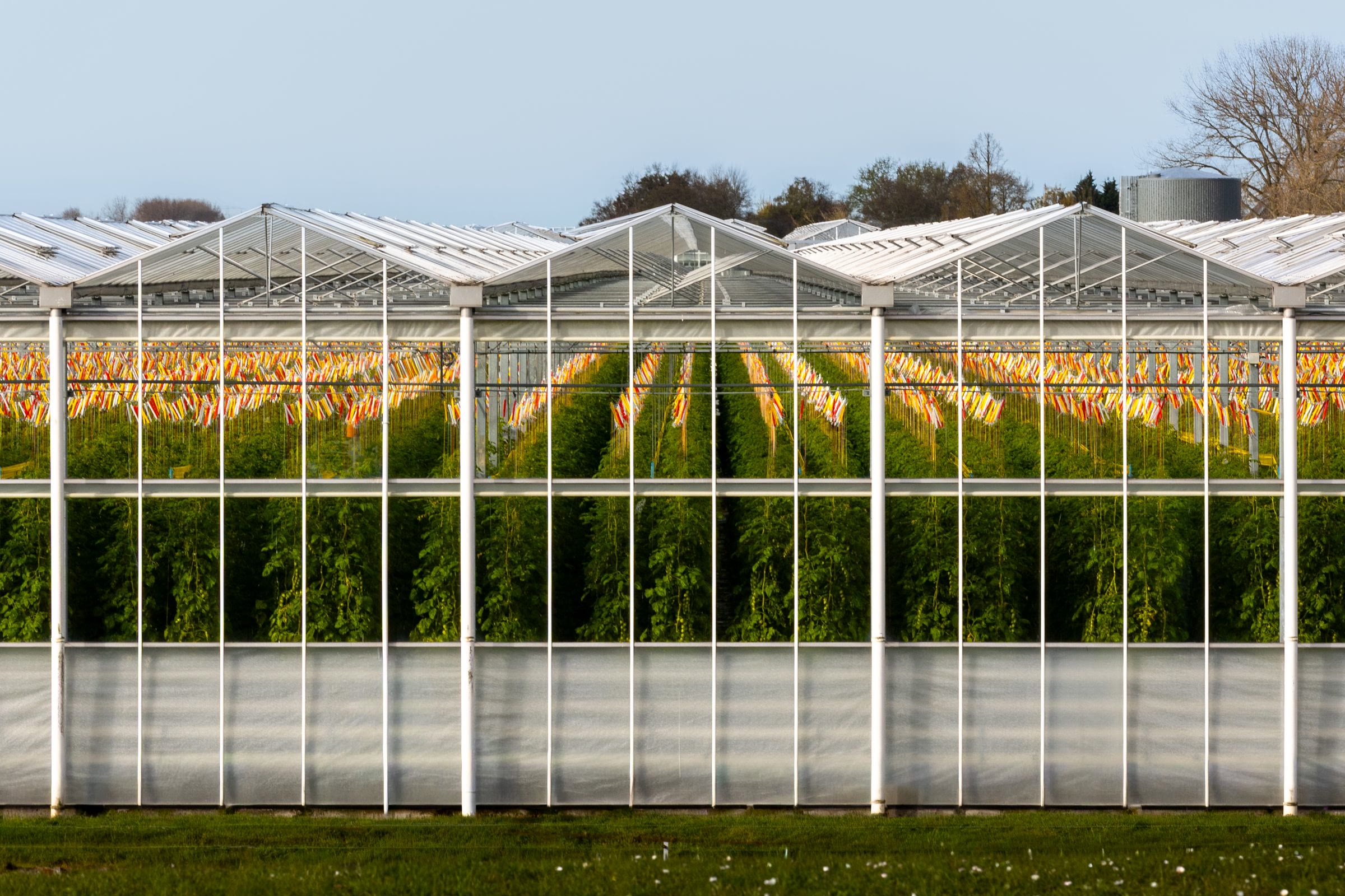 Moderne kas met tomatenplanten in het Westland.